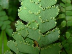 Adiantum cunninghamii. Abaxial surface of fertile frond showing glabrous lamina segments, and “indusia” on the acroscopic and distal margins.
 Image: L.R. Perrie © Leon Perrie CC BY-NC 3.0 NZ